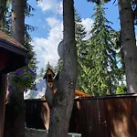 Vikendica Abasa * 弗拉西克